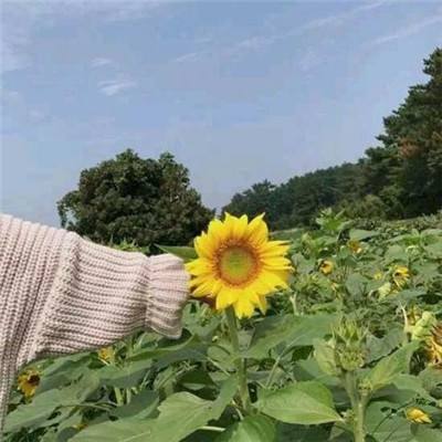 梦尘诀琉璃手游下载
